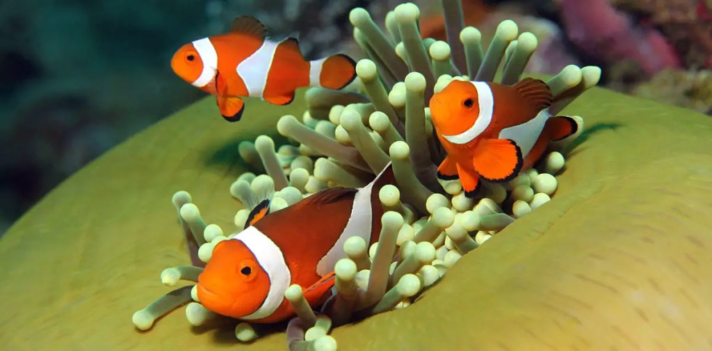 colorful fish clownfish