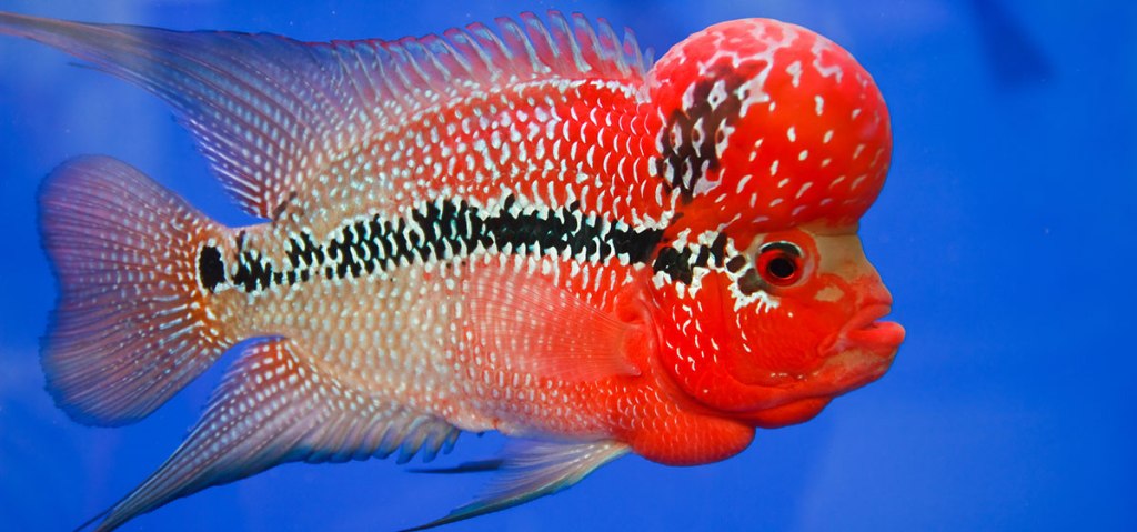 colorful aquarium fish