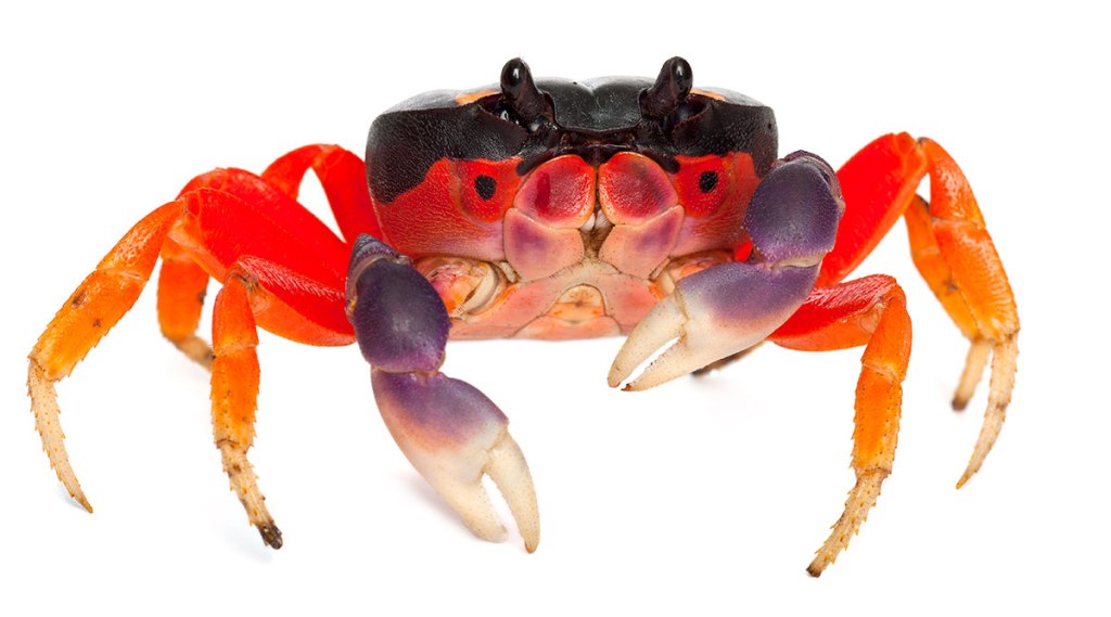 halloween-moon-crab-red-crab