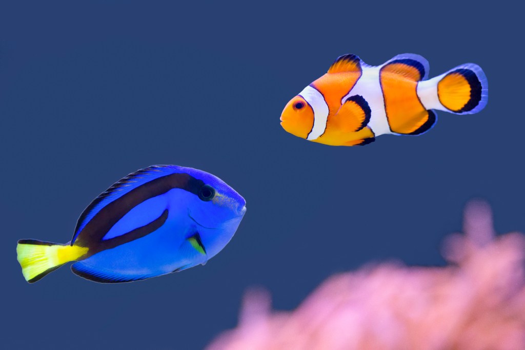 Palette surgeonfish and clown fish swimming together