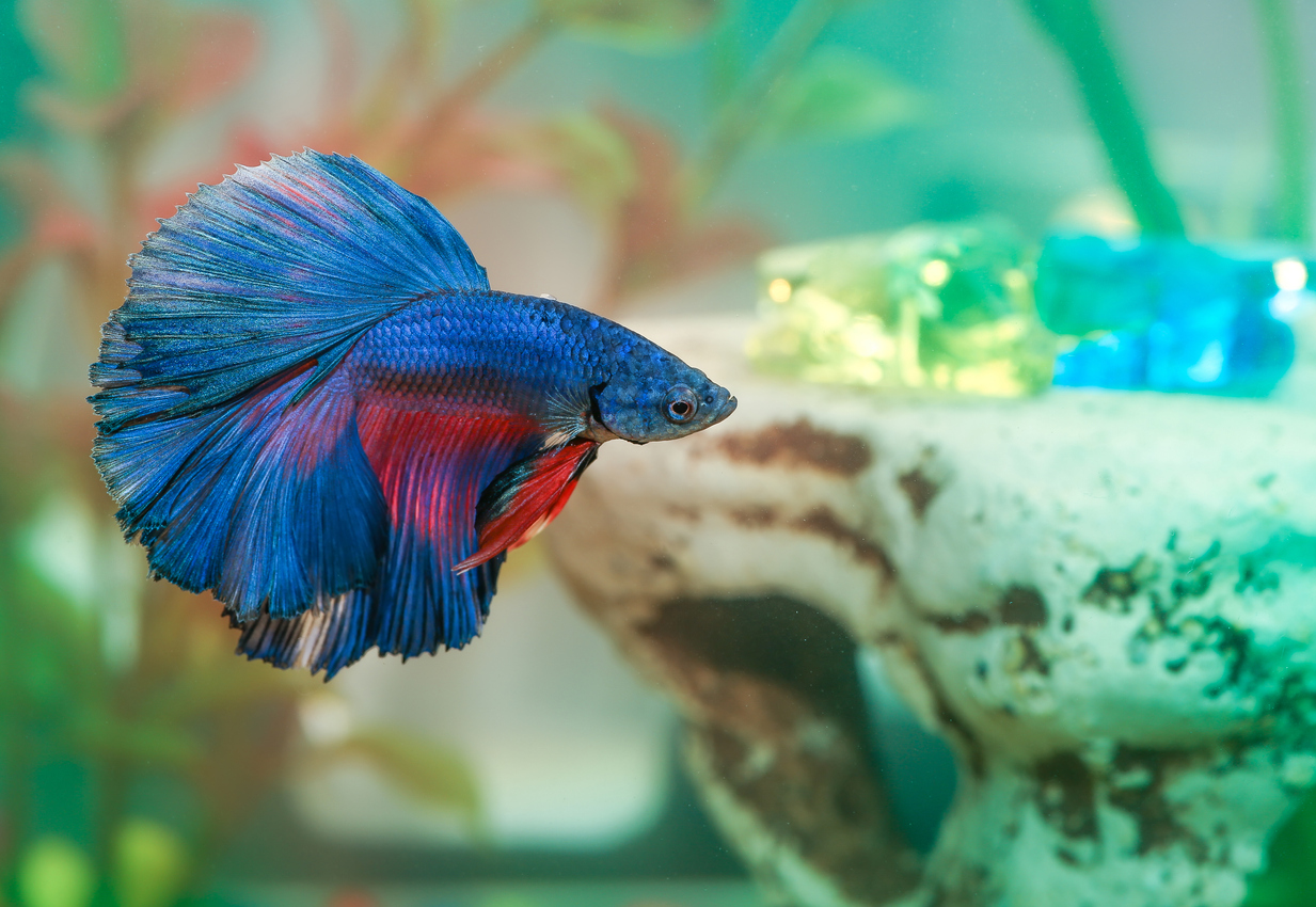 Best Betta Tank Mates: Complete Guide For Choosing Betta Tank Mates