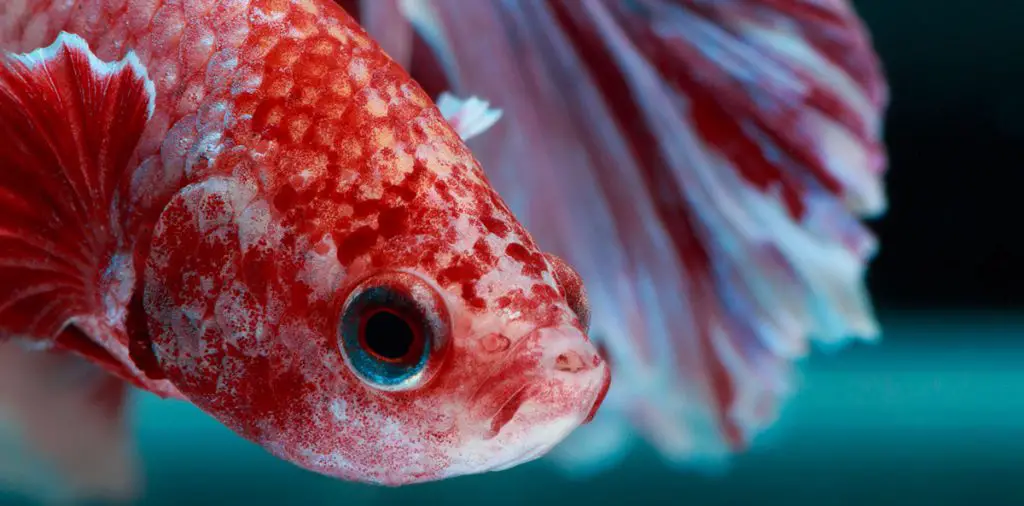 betta face close up