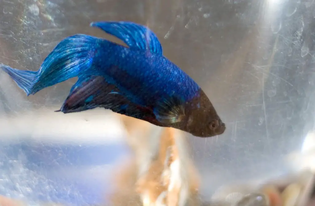 betta fish in best aquarium water