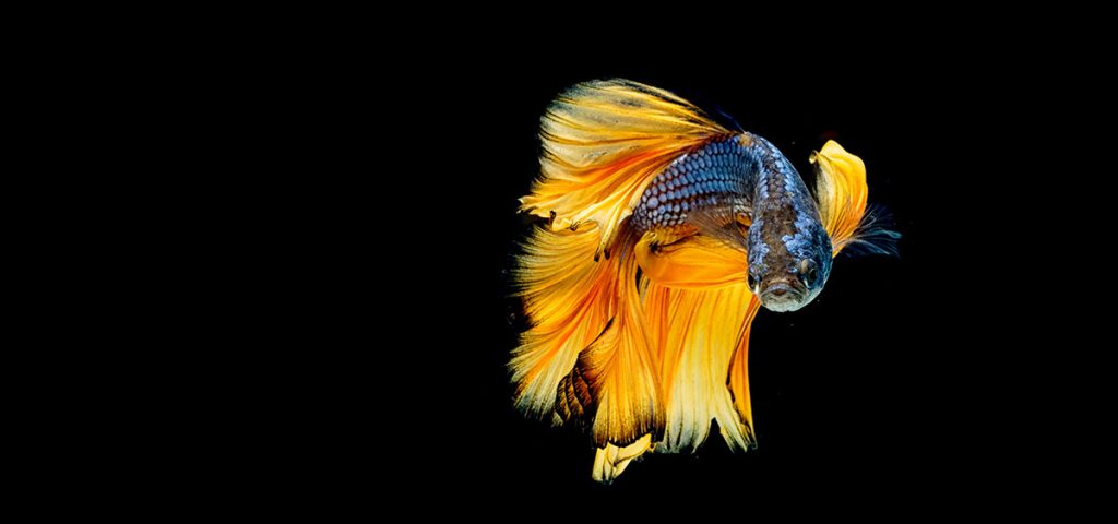 black blue and gold betta