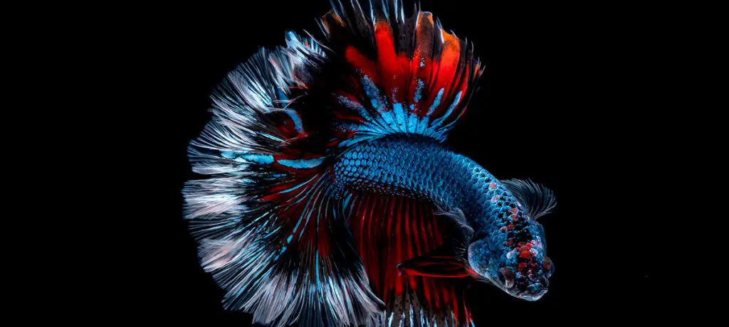 blue and red betta fish on black background