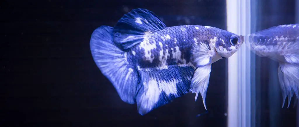 blue and white betta fish by aquarium glass