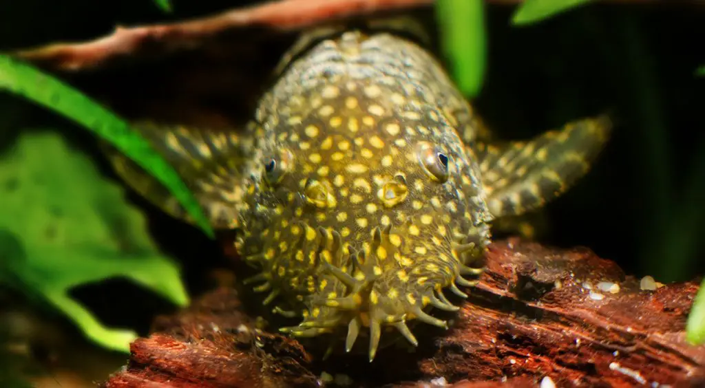 Bristlenose Pleco Fish Care Guide: Fact Sheet, Breeding, Behavior