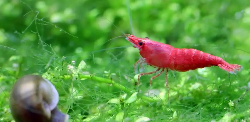 cherry-shrimp-care-guide-fact-sheet-breeding-behavior