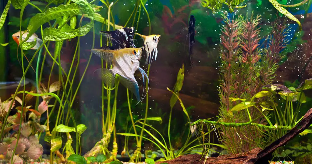 cleaning your aquarium - fish in tank