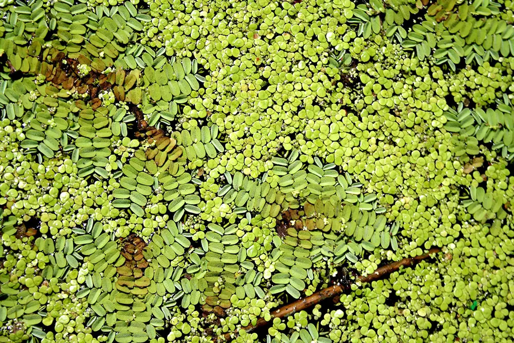 duckweed floating aquarium plant