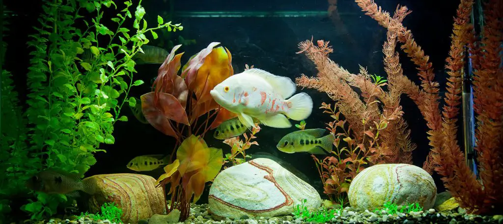 fish-in-a-clean-aquarium