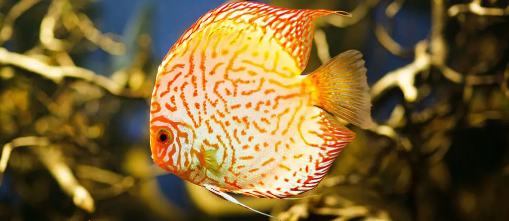 fish in the best aquarium coffee table