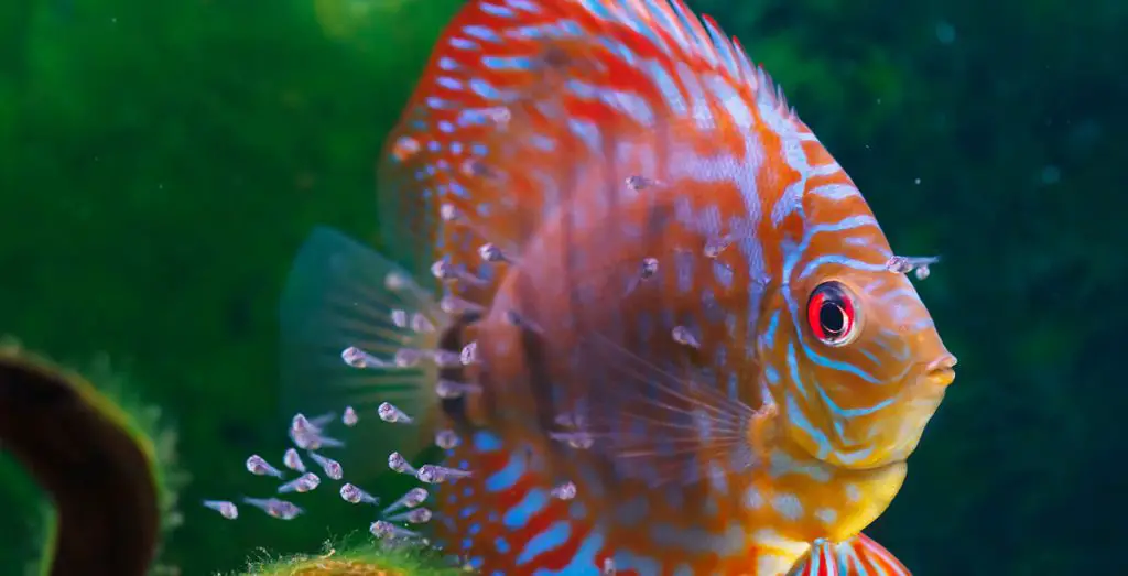 fish in the best fish tank coffee table