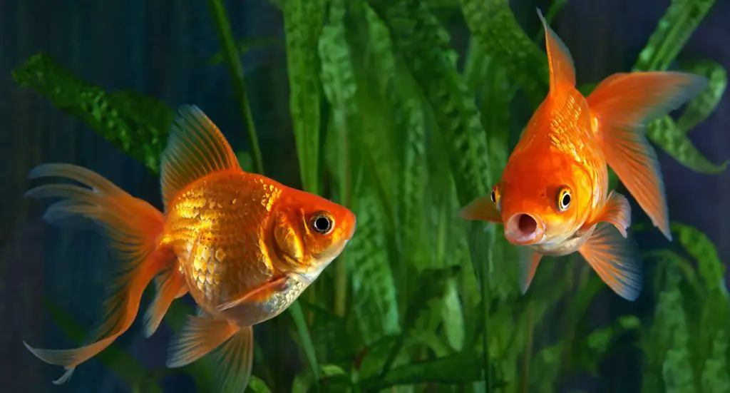 What Do Goldfish Eat? Complete Guide to Feeding Your Pet Goldfish