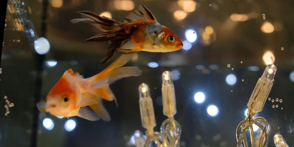 goldfish-swimming-around-aquarium-led-lighting