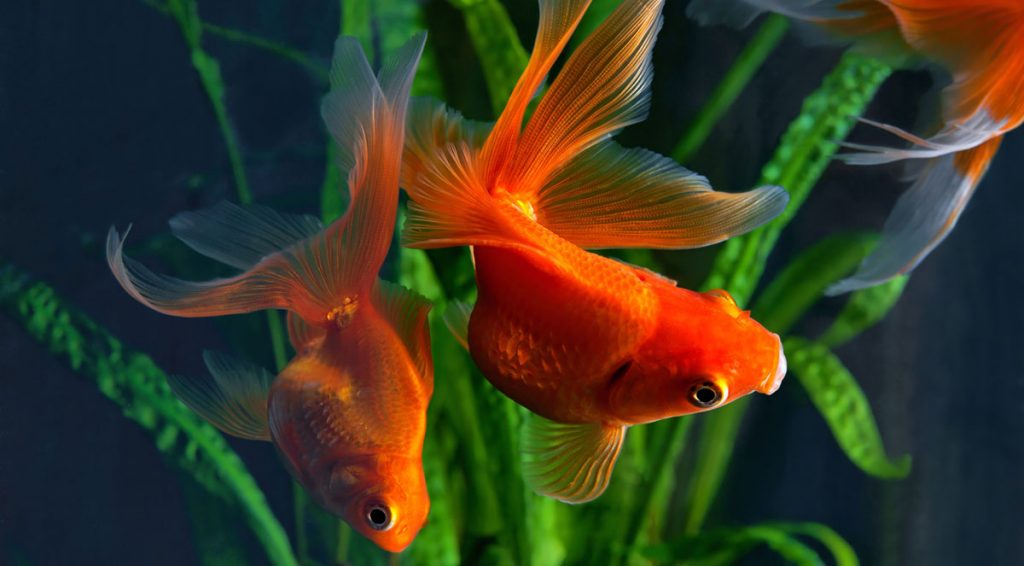 goldfish-swimming-in-a-tank-by-plants