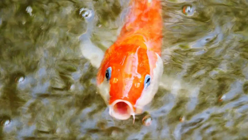 goldfish with open mouth to eat