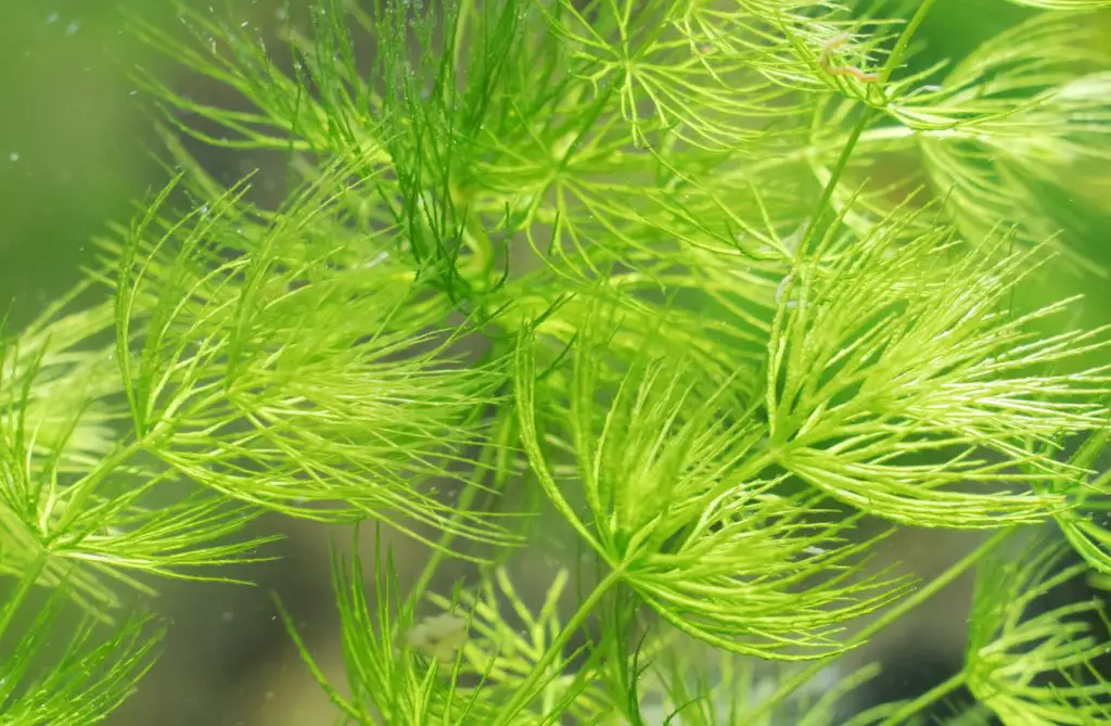 hornwort floating aquarium plants