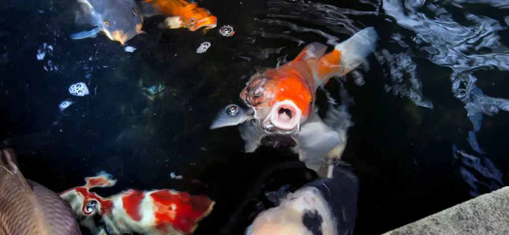 koi-with-mouth-open-ready-to-eat-best-automatic-fish-feeder