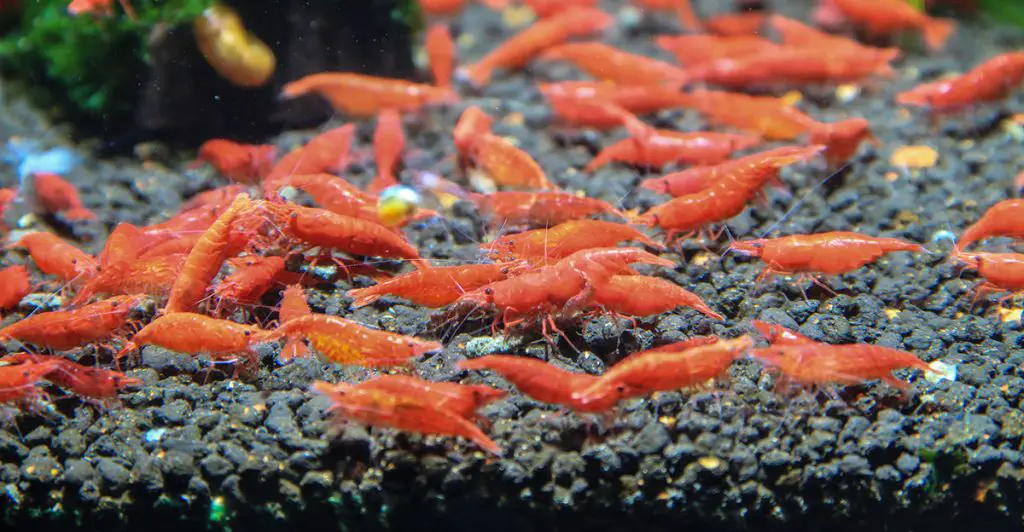 lots-of-red-cherry-shrimp