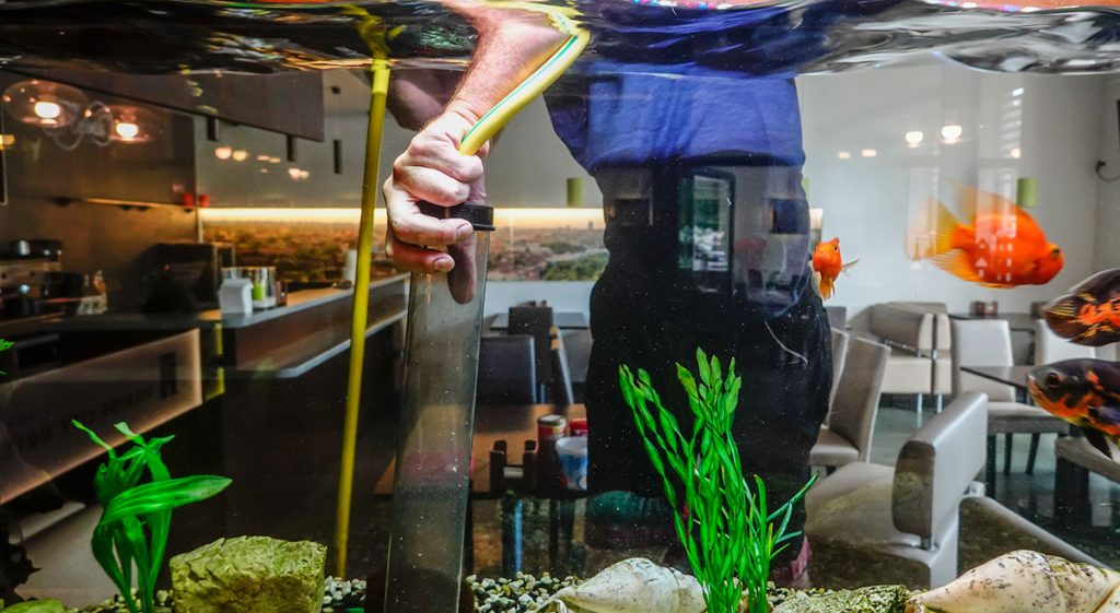 man-cleaning-aquarium-with-the-best-aquarium-vacuum