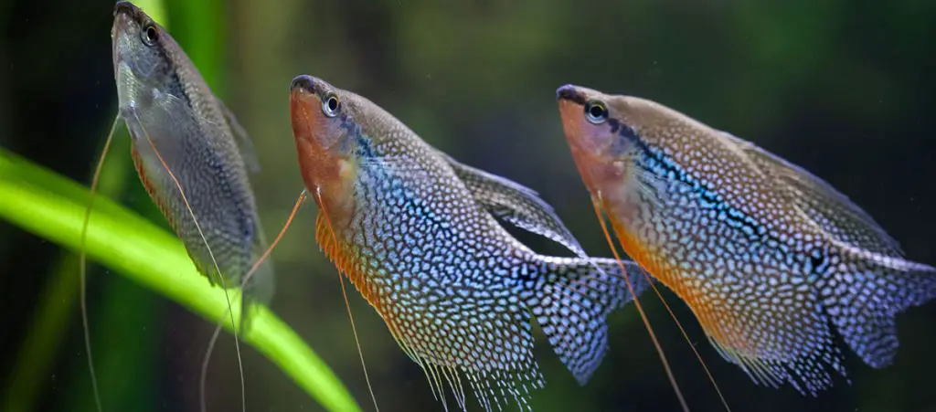 pearl gourami freshwater fish