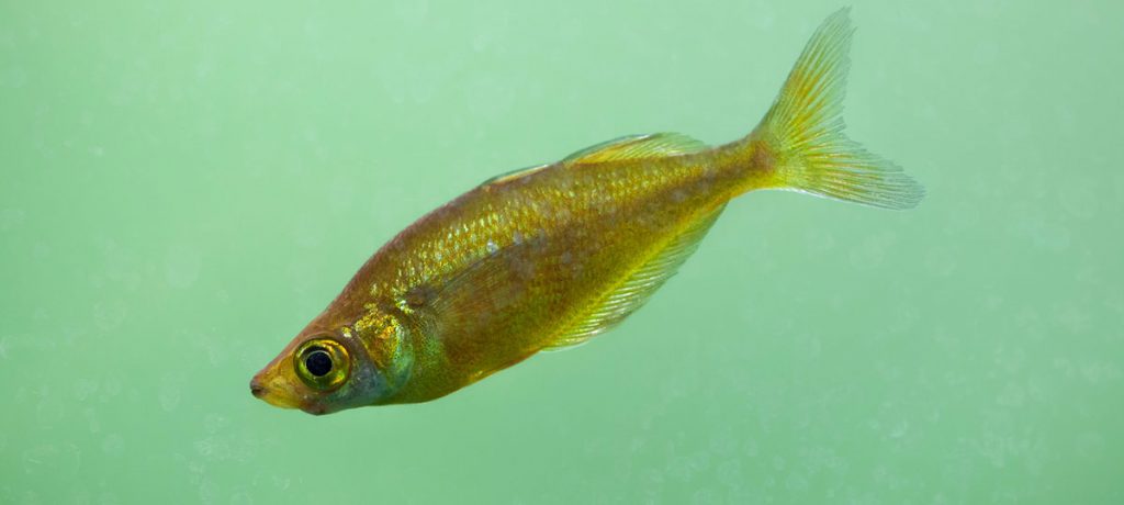rainbowfish freshwater