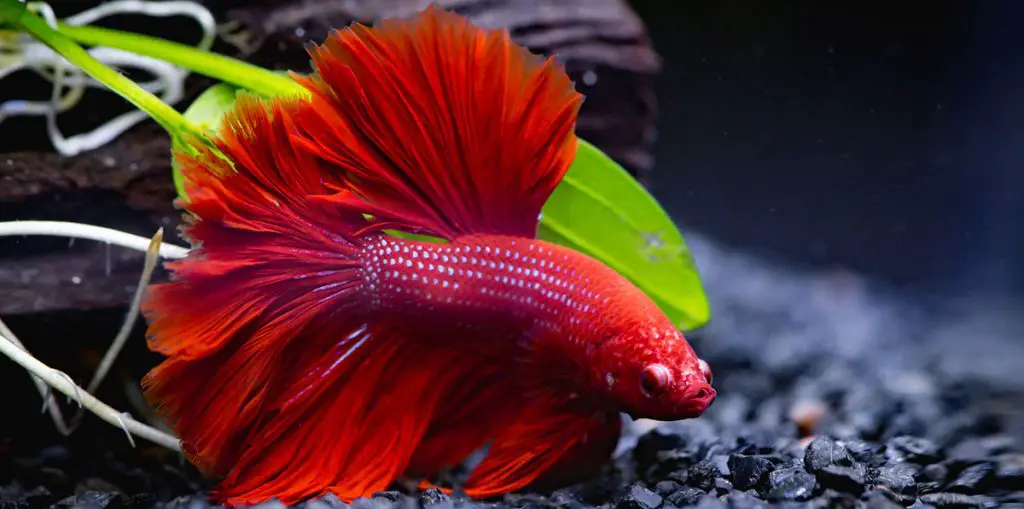 red betta fish on black gravel siamese fighting fish life span