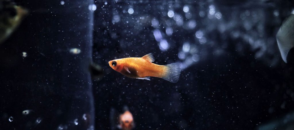 small fish in dark aquarium