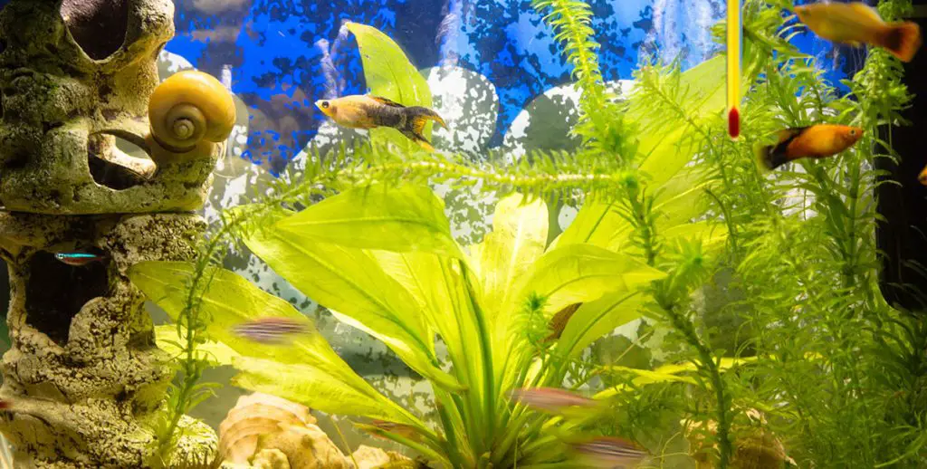 Best Aquarium Air Pumps: Top Choices Reviewed and Rated for 2024