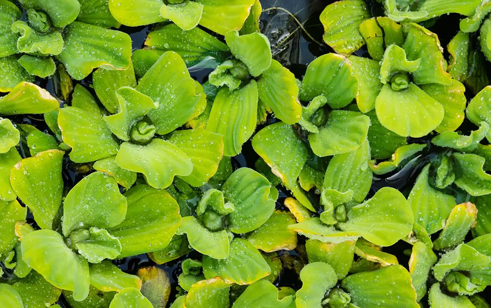 watter lettuce  floating aquarium plants