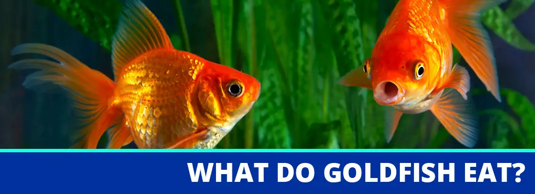 What Do Goldfish Eat? Complete Guide to Feeding Your Pet Goldfish