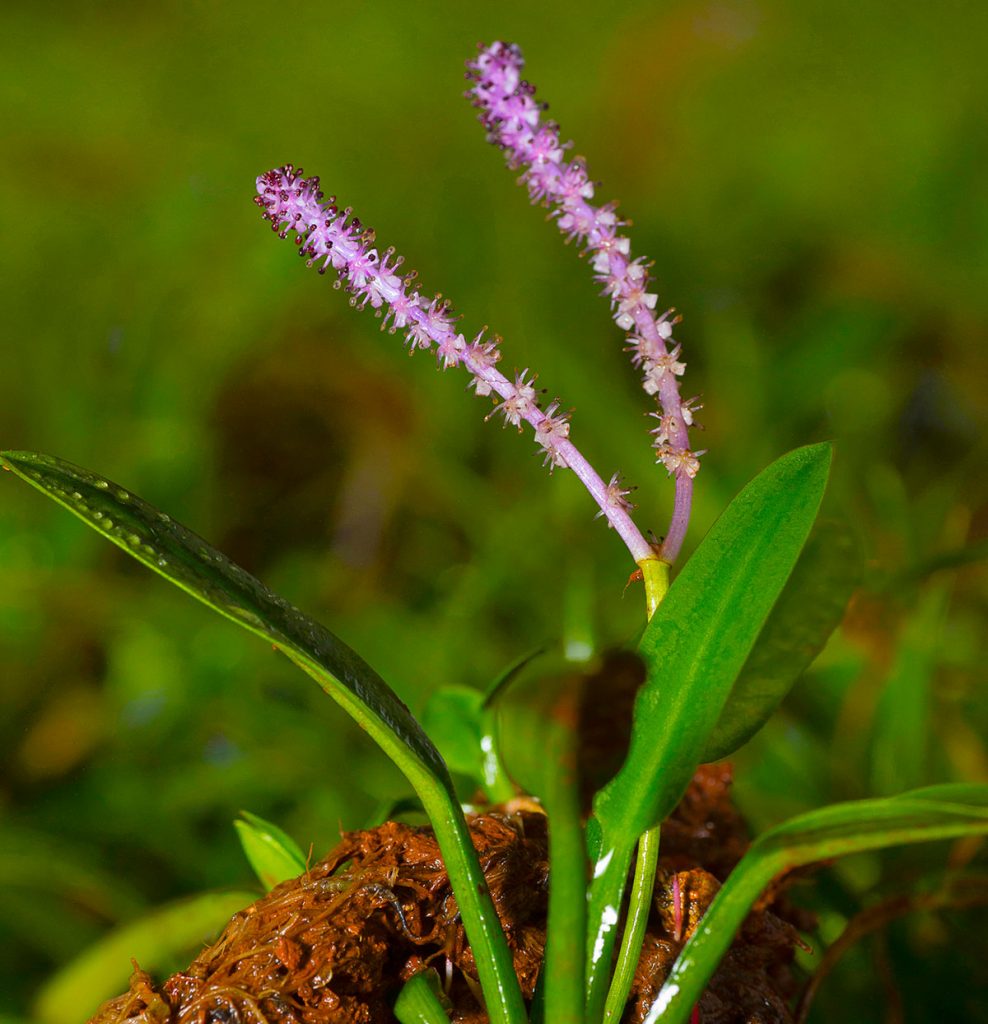 ponogeton-satarensis-best-low-light-aquarium-plant-1