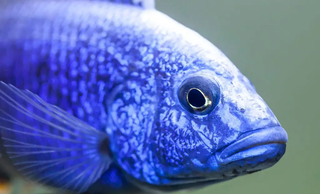 blue African cichlid