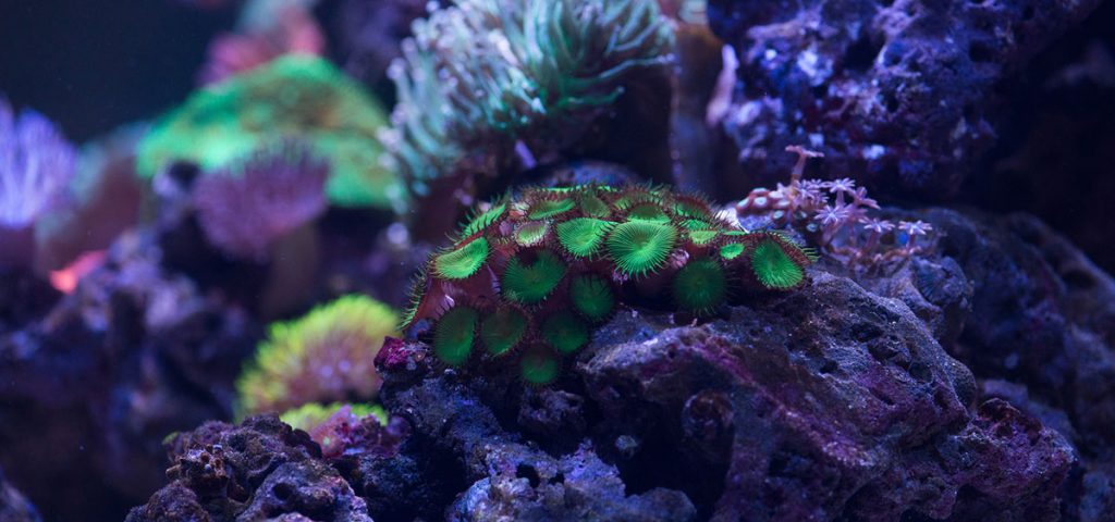 Green-zoa-coral-reef-salt