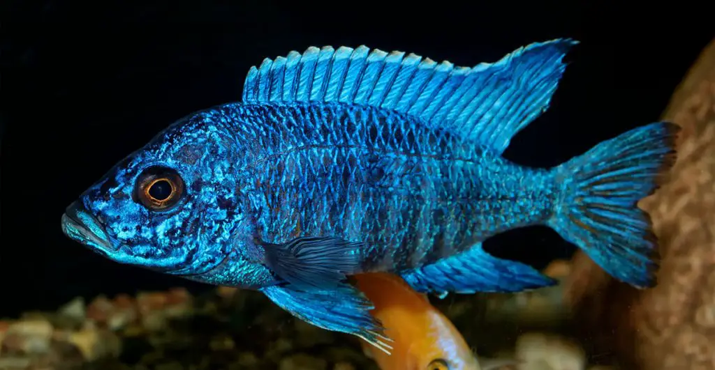 Nice-blue-OB-male-of-cichlid-fish-from-genus-Aulonocara