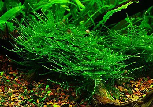 Taiwan Moss