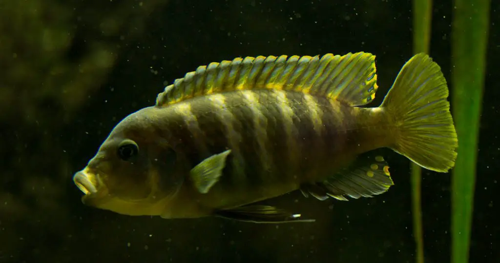 fish in aquarium