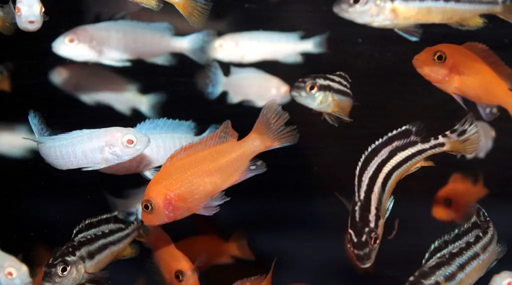 african-cichlids-best-fish-food-for-cichlids