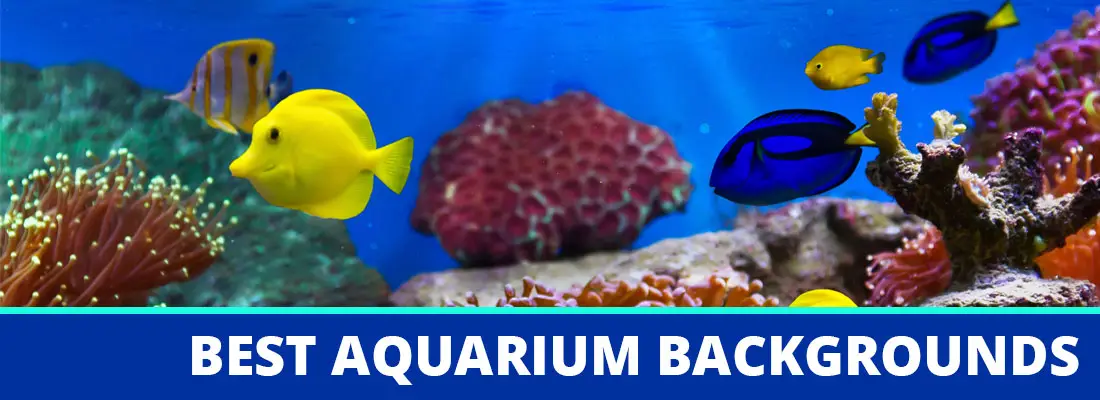 Ariehub: Printable Diy Aquarium Background Paper