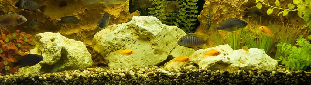 best aquarium gravel substrate with fish