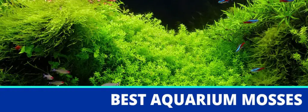 best aquarium moss header