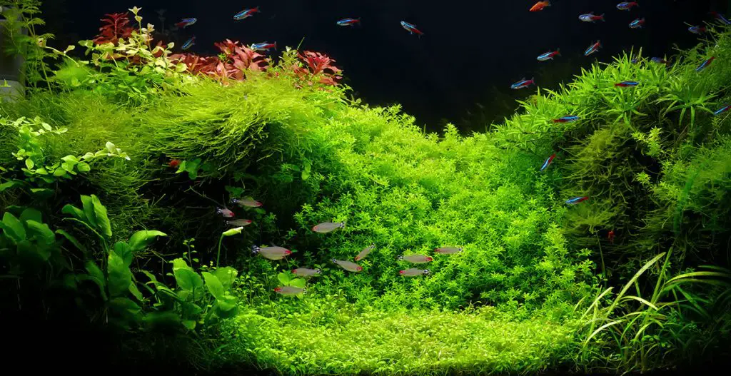 best aquarium moss in a fish tank