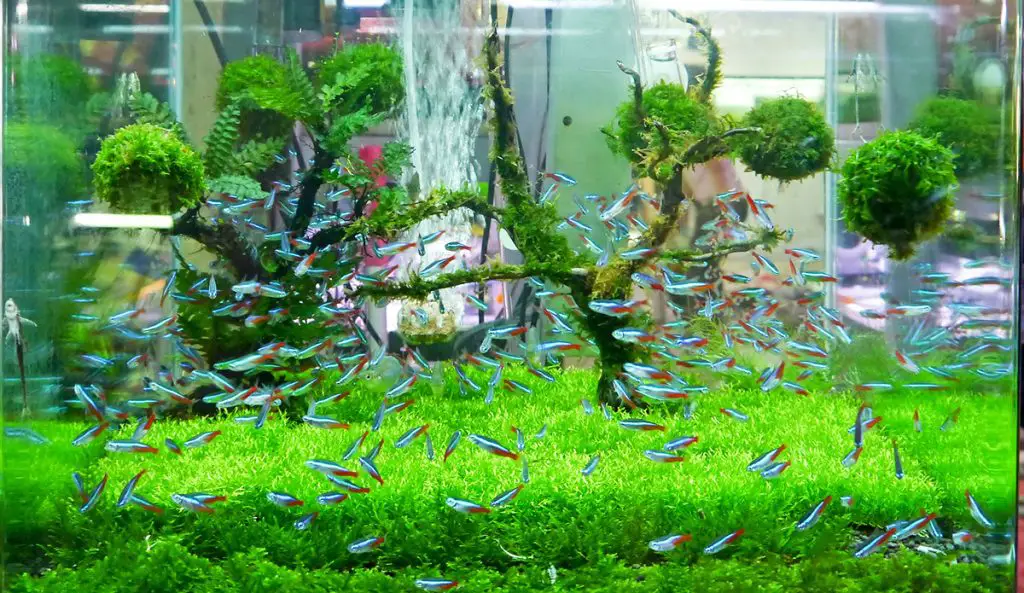 anubias-and-other-plants-in-a-fish-tank