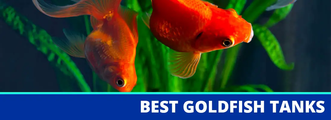 goldfish aquarium vastu shastra