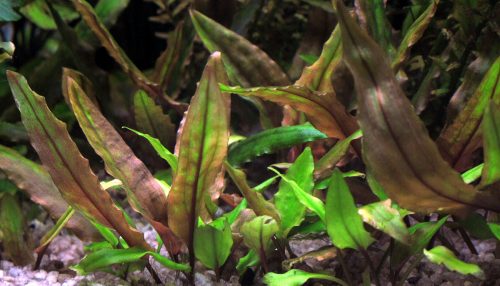 crypt-wendtii-best-low-light-aquarium-plants