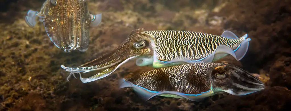 https://depositphotos.com/1168462/stock-photo-cuttlefish.html