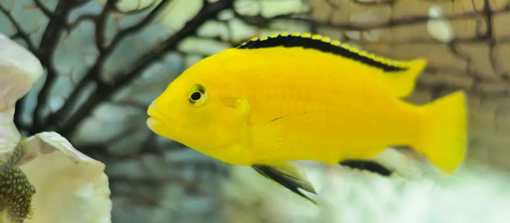 electric-yellow-cichlid-best-cichlid-fish-food