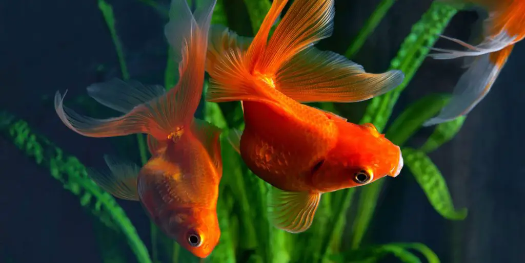 goldfish in the best goldfish tank