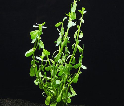 moneywort - low light aquarium plant